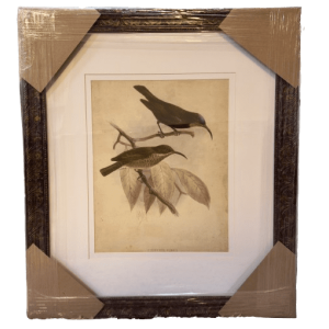 Bird Pair